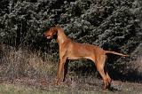 VIZSLA poil court 029